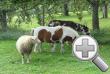 Pony, Esel und Schaf